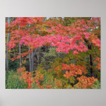 Fall leaves in Northeast Ohio Poster
