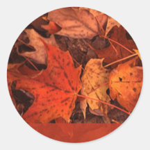fall leaves orange tone sticker