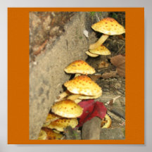 Fall Mushrooms Poster