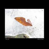 Fall on Hold posters