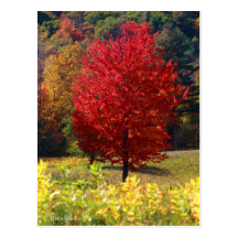 Fall Pictures Post Cards