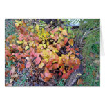 Fall poison ivy cards