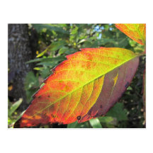 Fall Time Postcard