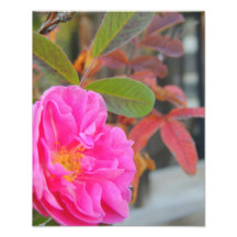 Fall Wild Rose