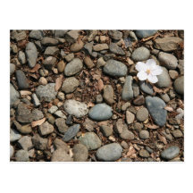 Fallen cherry blossom postcard