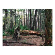 Fallen Oak. Split Oak, Orange County, Fl. Photo Print