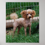 Fancy Red Apricot Toy poodle boy Posters