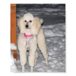 Fancy White Standard Poodle in Snow Posters