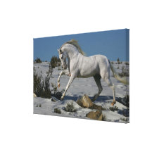 Fantasy Horses: Snow King Gallery Wrap Canvas