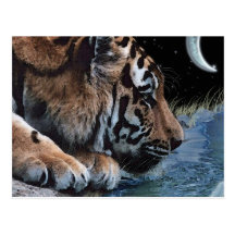Fantasy Tiger & Moon Postcards