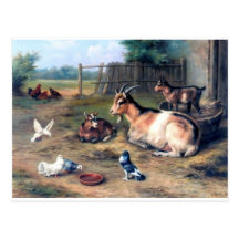 Farm Goat Kids Pigeons Postcards