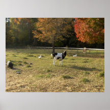 Farm Goat on Autumn Day Print