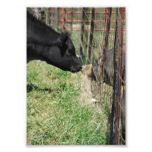 Farm Love Photo