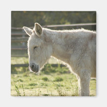 Farmyard Donkey Fridge Magnet