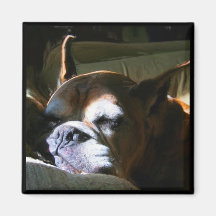 Fawn Boxer Dog magnet