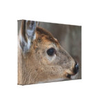 Fawn Face Gallery Wrapped Canvas