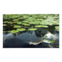 Feather in a Pond Art Photo