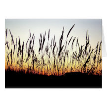Feathers of the Plains Greeting Card