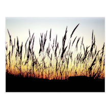 Feathers of the Plains Post Card