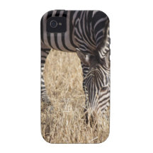 Feeding Zebra Case-Mate Case-Mate iPhone 4 Cover