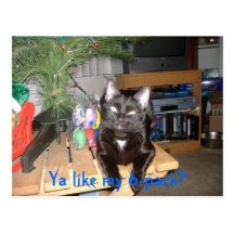 Feline 6-pack postcard