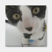 Feliz gaze refrigerator magnet