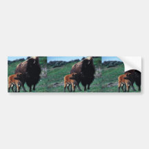 Female bison with a calf bumper stickers