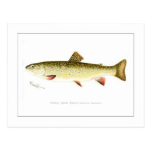 Female Brook Trout Postcard