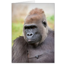 Female Gorilla Card