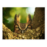 Female Great Horned Owl Post Cards