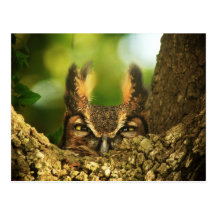 Female Great Horned Owl Post Cards
