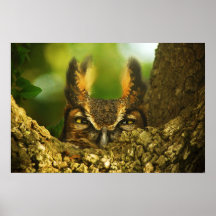 Female Great Horned Owl Posters