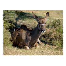 Female Greater Kudu Postcard