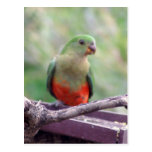 Female king parrot postcards
