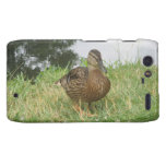 Female Mallard Duck Droid RAZR Case