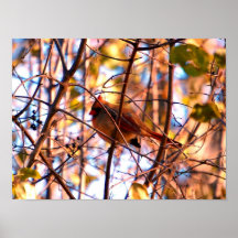 Female Red Cardinal Print
