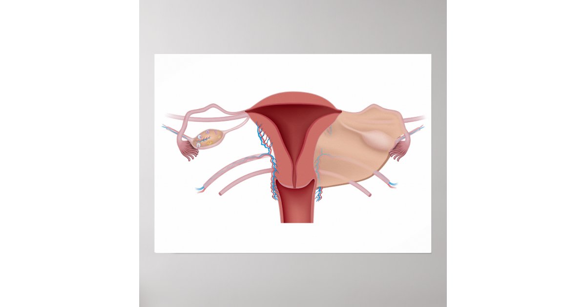 Female reproductive system diagram poster | Zazzle