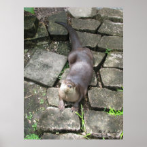 Female River Otter Print