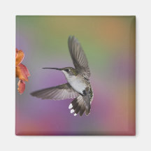 Female Ruby Throated Hummingbird in flight, 2 Magnets