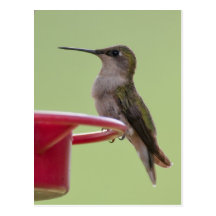 Female Ruby-Throated Hummingbird Post Card