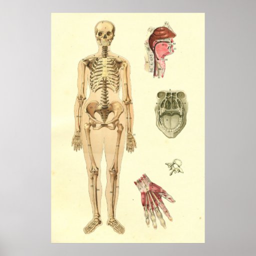 Female Skeletal Anatomy Poster | Zazzle