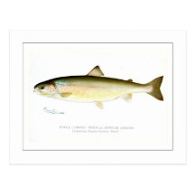 Female Sunapee Trout Post Card