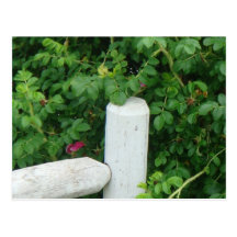 Fence Post Post Cards