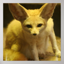 Fennec Fox  Poster