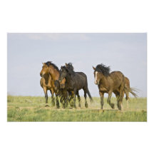 Feral Horse Equus caballus) wild horses 3 Photo