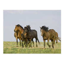 Feral Horse Equus caballus) wild horses 3 Post Cards