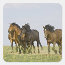Feral Horse Equus caballus) wild horses 3 Square Sticker