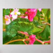 Feral Jackson's Chameleon on Maui Island Hawaii Print