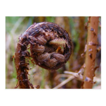 Fern 3 ~ postcard