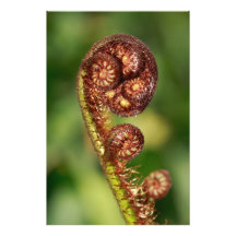 Fern buds photo